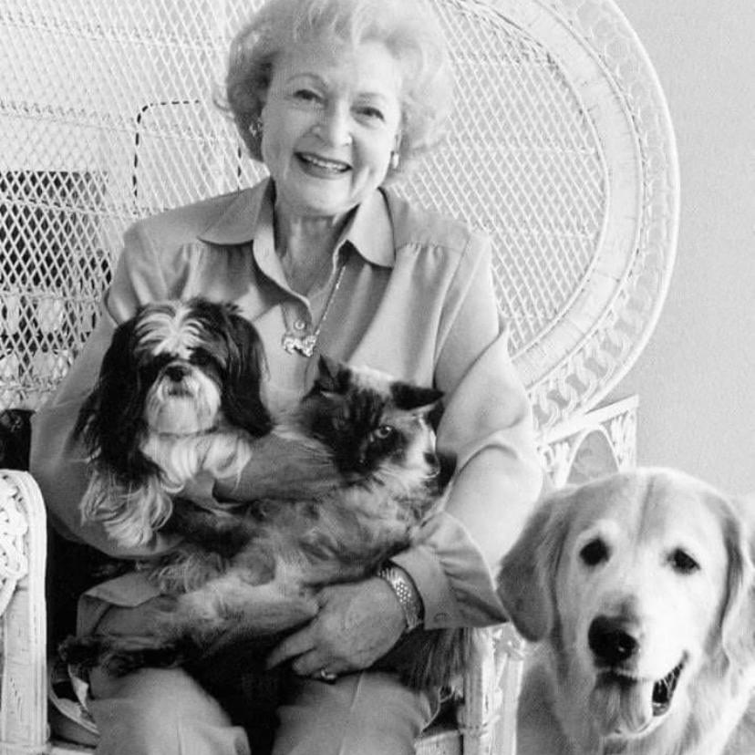 Our Favorite Charity - Animal Shelter