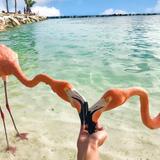 Flamingo Beach