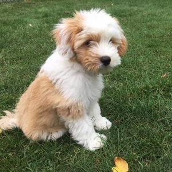 Puppy Fund