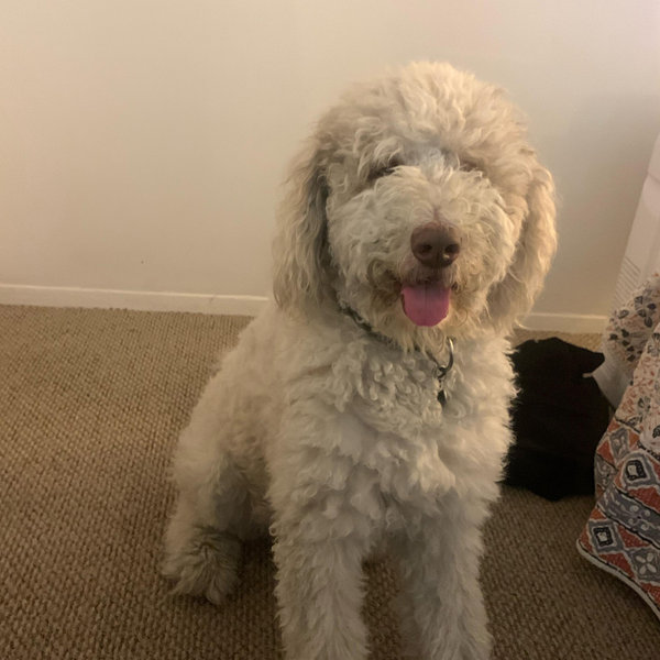 Groom for Emmy