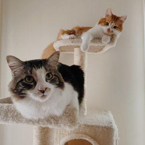 Gift Cards | PetSmart