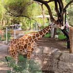 Reid Park Zoo