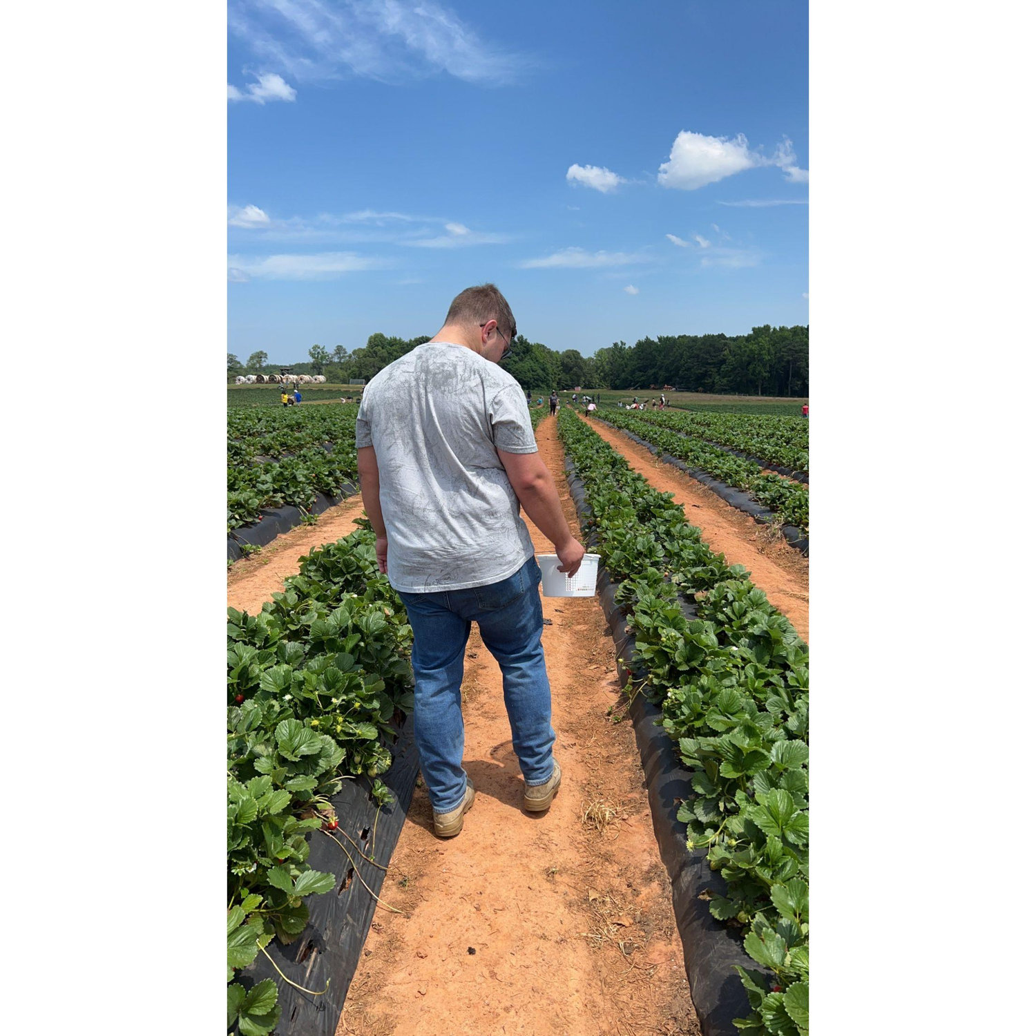 Mitchell picking fresh strawberries