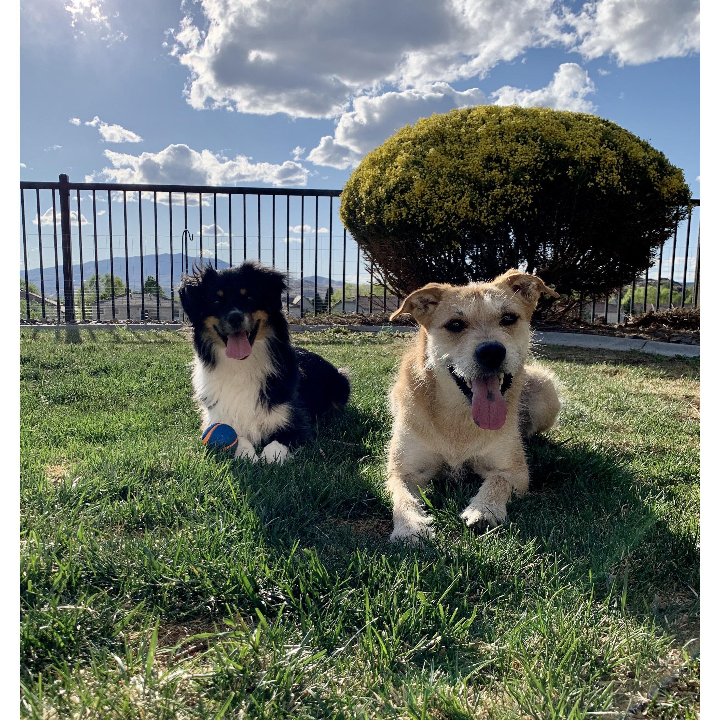 Our sweet pups, Olive & Roo!