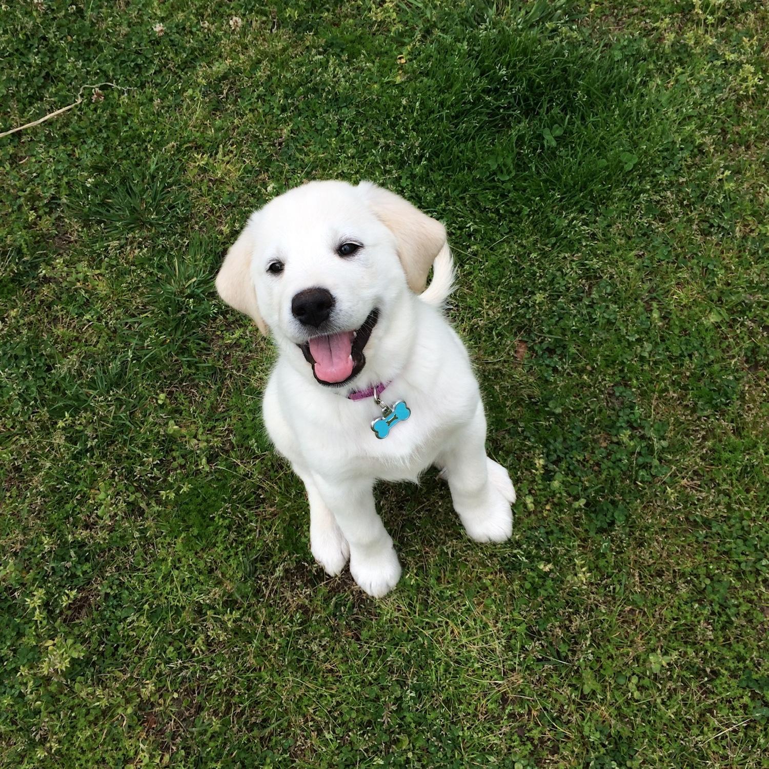 Somehow, I convinced Tanner to get a puppy with me.
