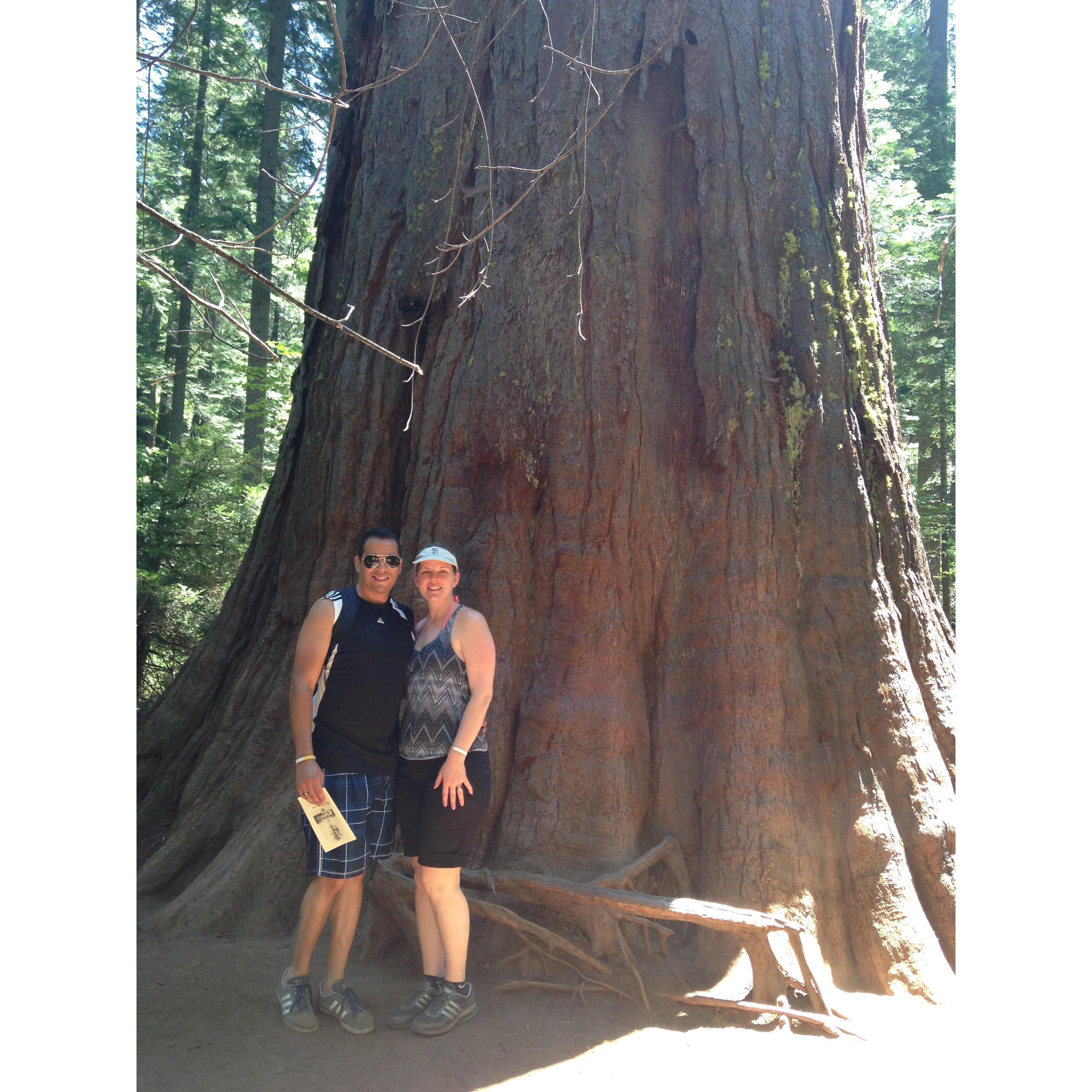 Big Trees State Park