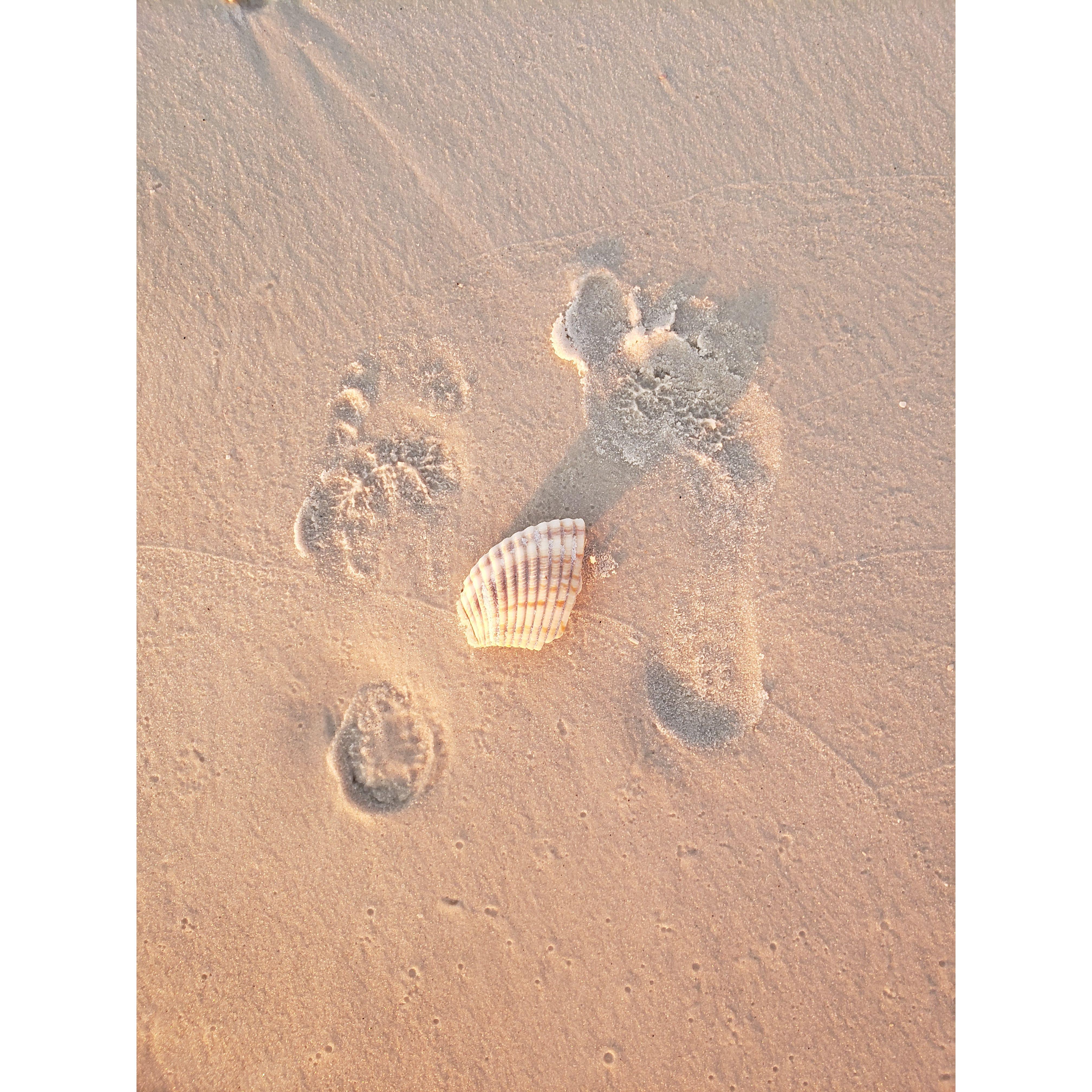 The ring may or may not have been under that shell.