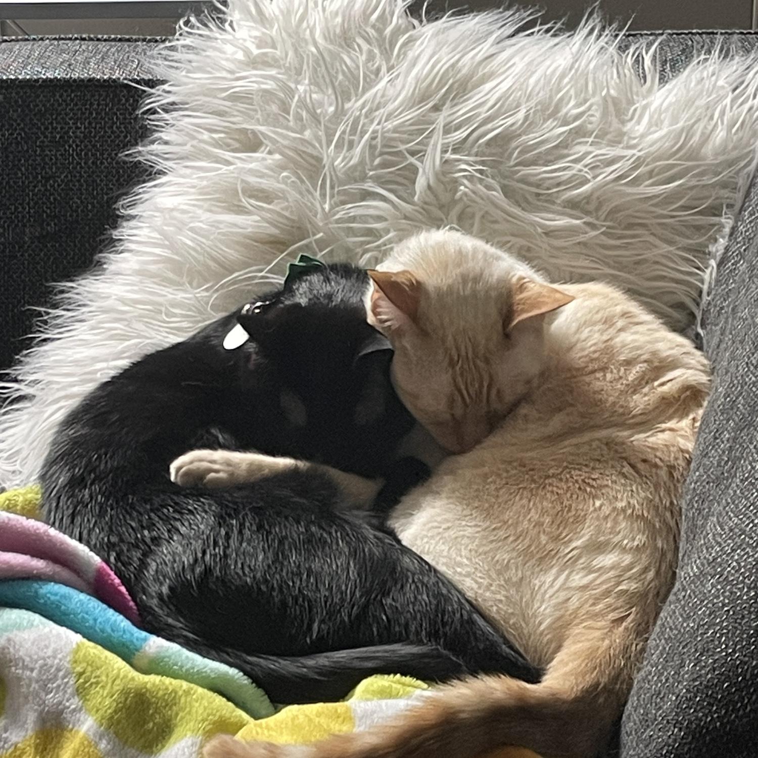 Our sweet cats Ollie and Loki.