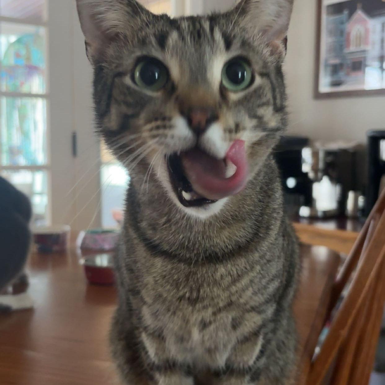 Our cat Pigeon
