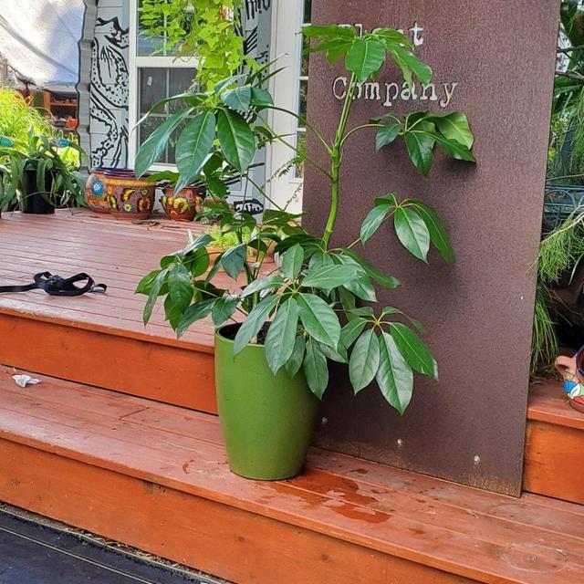 Schefflera Amate + Green Planter