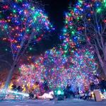 Denver Zoo Lights