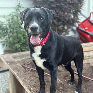 Boscoe Petcare For Honeymoon