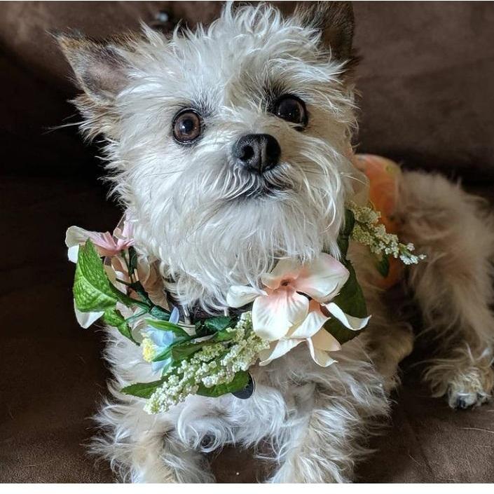 Matt adopted Doodle in 2014 at age 3. When Caroline came into their lives he would bite her and bark when she cried. He has since become less feral and enjoys sitting with Caroline while she works.