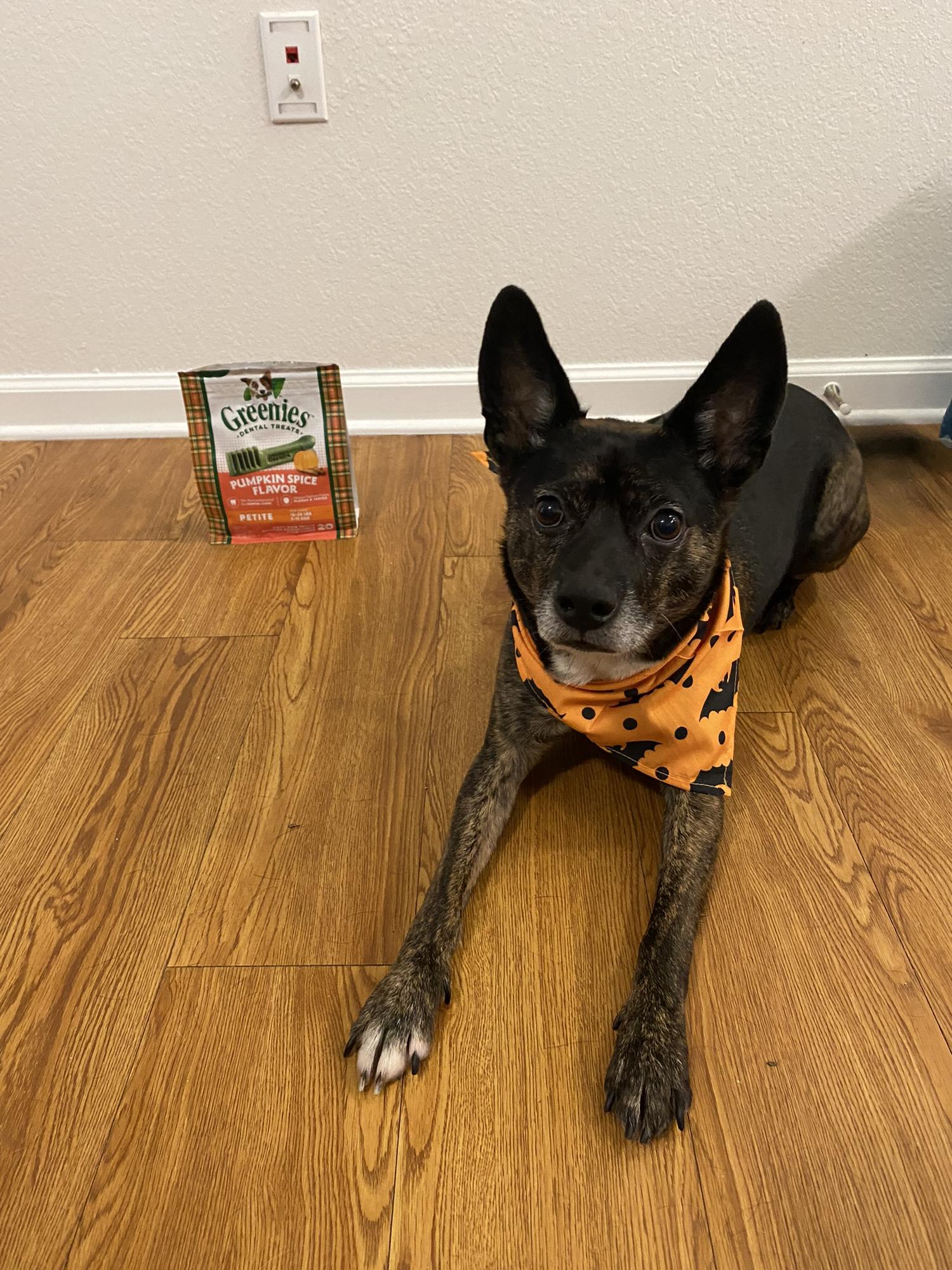 Fur baby #1: Hucklebuck Montrell