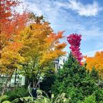 Chihuly Garden and Glass
