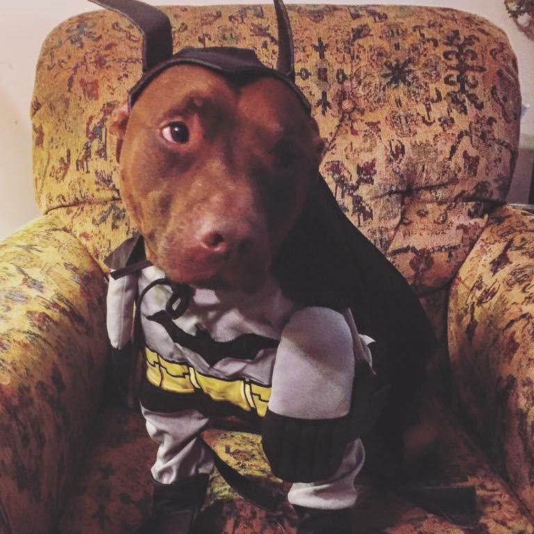 Atlas in his Batman costume