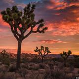 Joshua Tree National Park