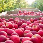 Solebury Orchards