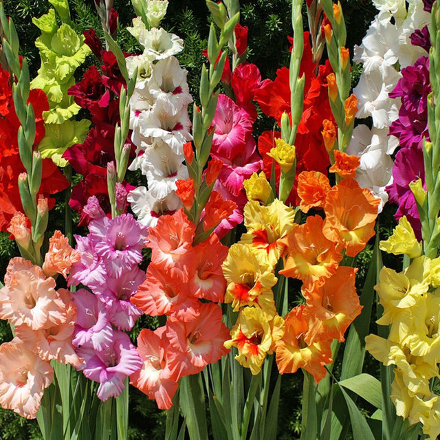 Mixed Gladiolus Value Bag - 30 Flower Bulbs Per Pack