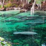 Blue Spring State Park
