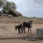 Box Springs Mountain Reserve