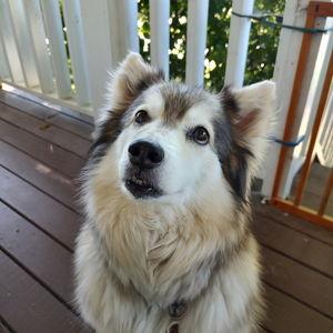 Spoil our beloved dog, Luna