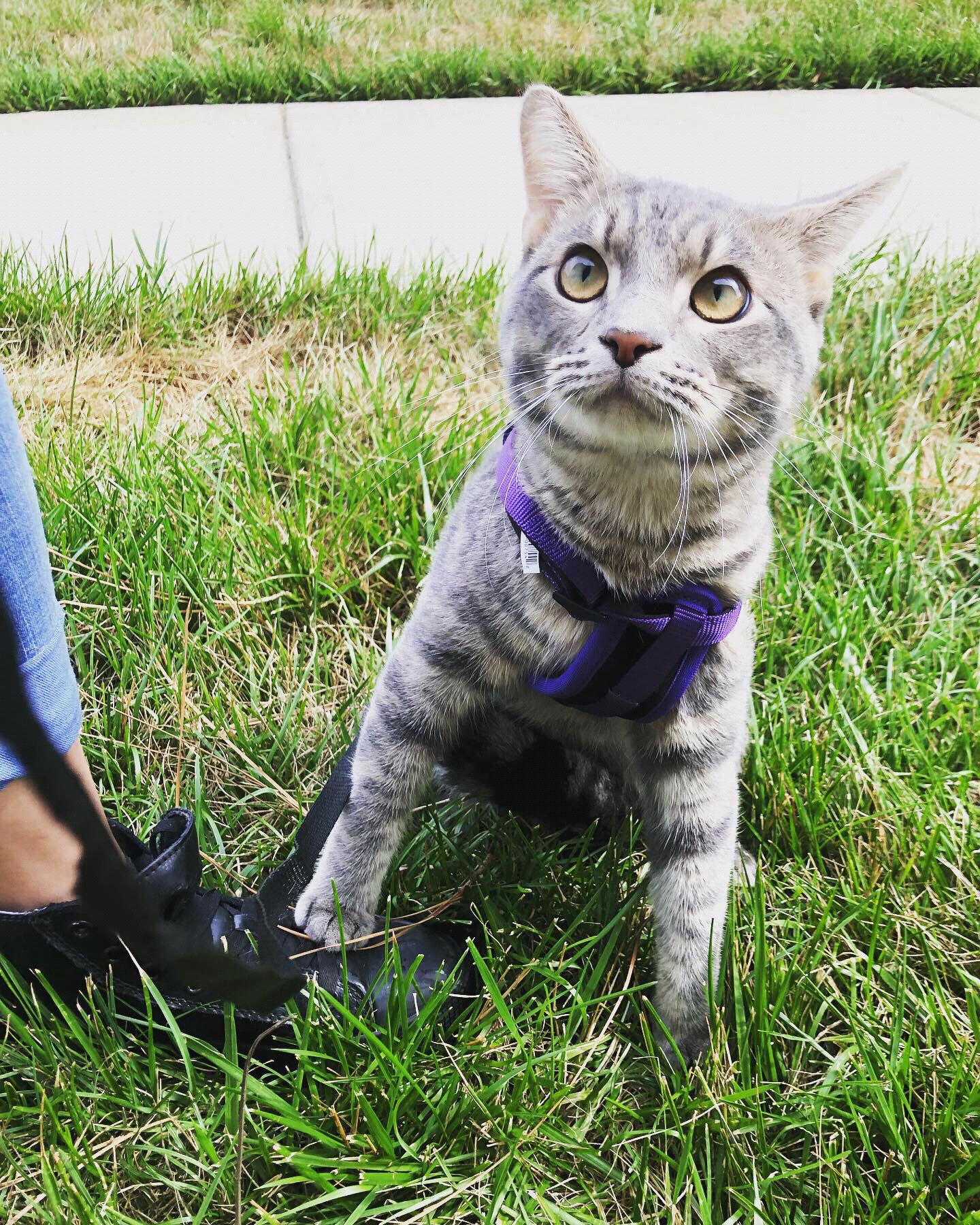 Baby Gizmo
