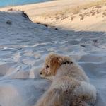 Warren Dunes State Park