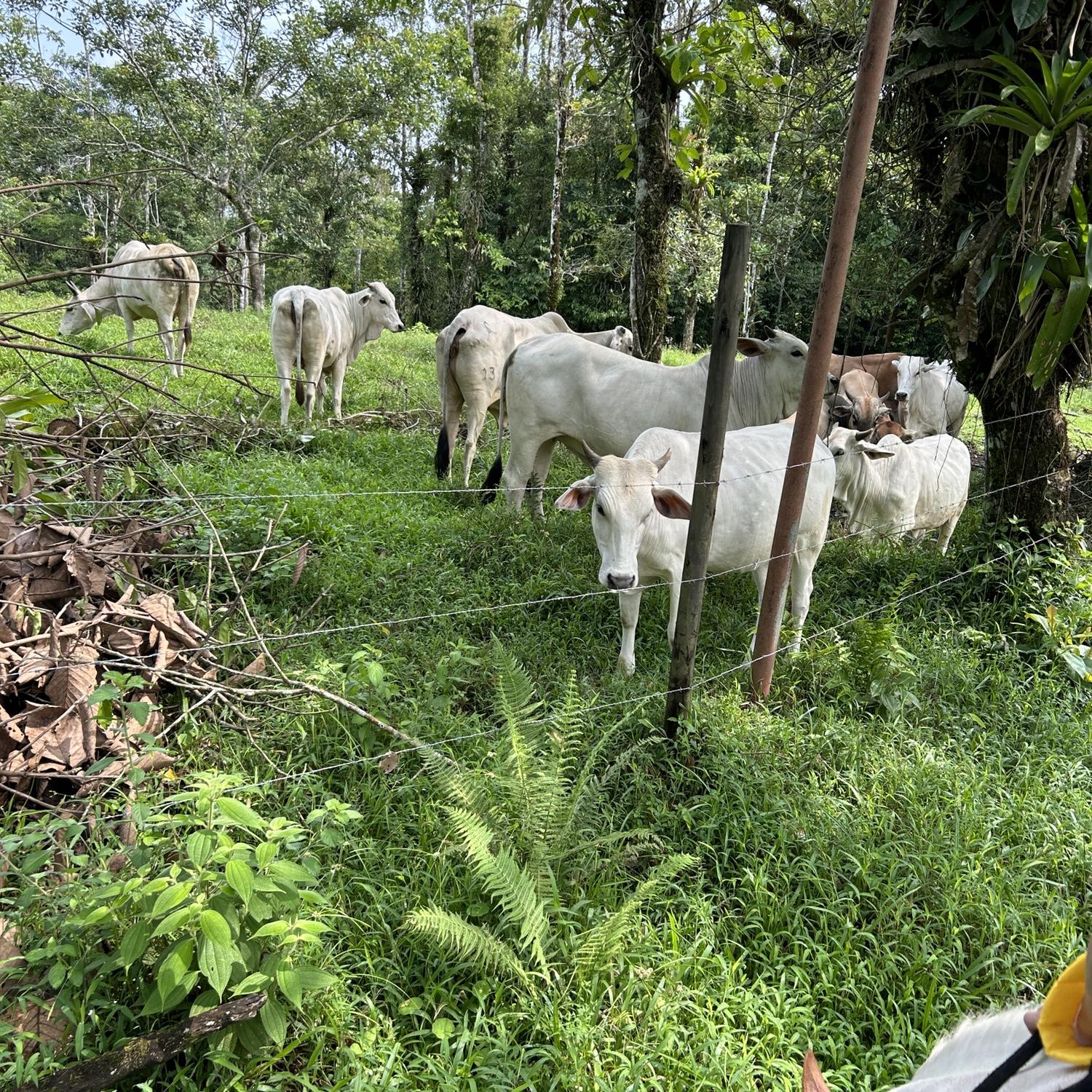 Costa Rican Cattle
