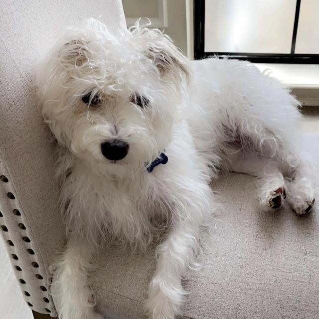 Ollies Toy + Treat Fund
