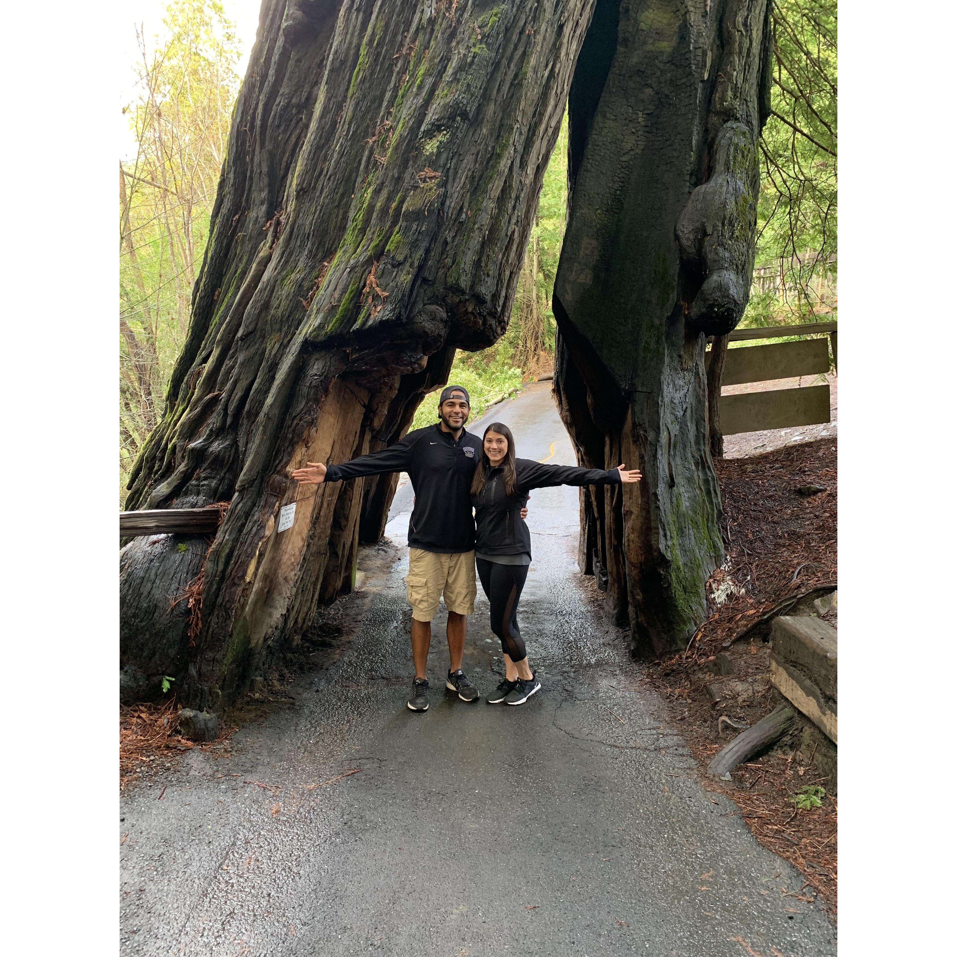 Redwoods in California