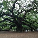 Angel Oak Tree