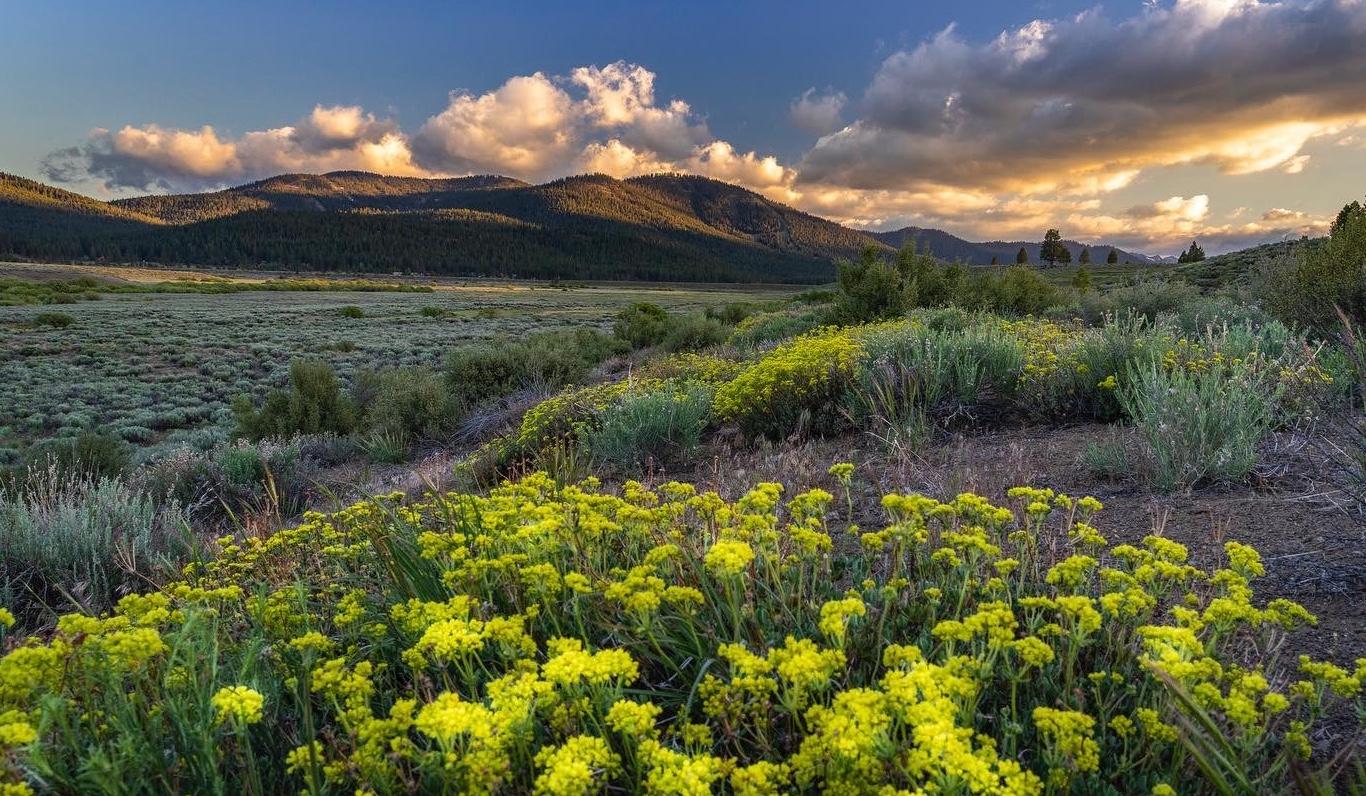 The Wedding Website of Ayushi Sharma and Ravi Doshi