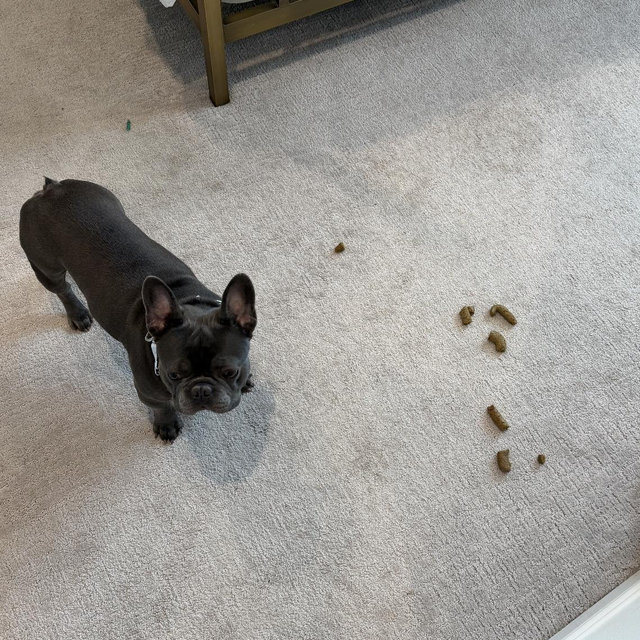 Potty Training for Tank