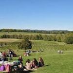 Arrington Vineyards