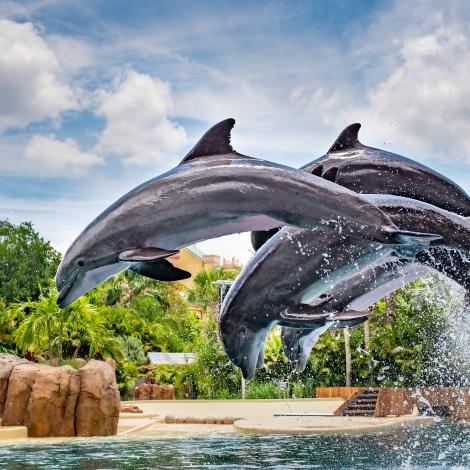 Sea World Annual Passes for the Family