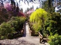 Crystal Springs Rhododendron Garden
