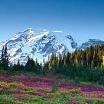 Mount Rainier National Park