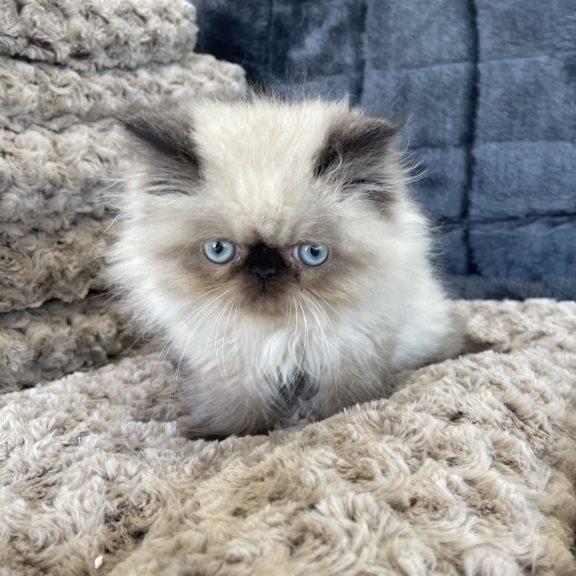 New kitten fund 🐈