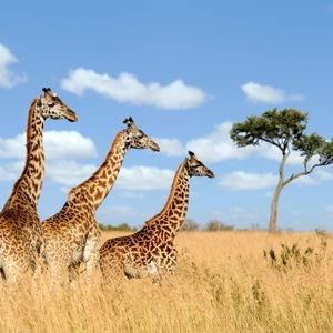 Our Africa Honeymoon Fund