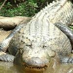 Honey Island Swamp Tours