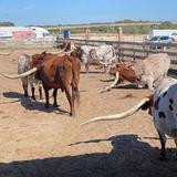 Fort Worth Stockyards
