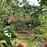 Barney's Flower & Hummingbird Garden Jamaica