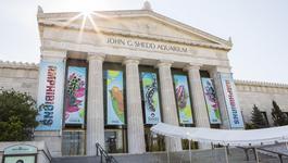 Shedd Aquarium