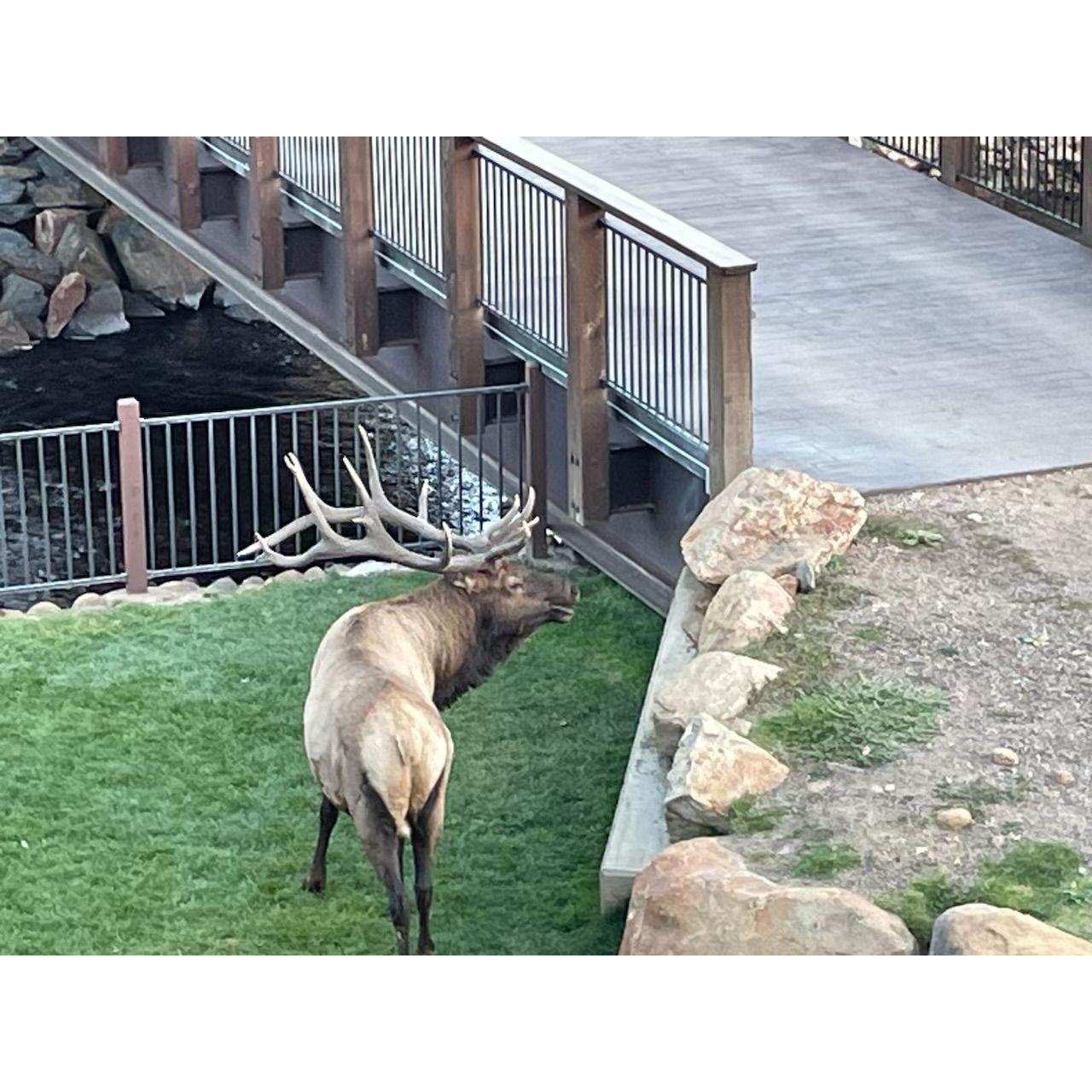 Our visitor enjoying his dinner!