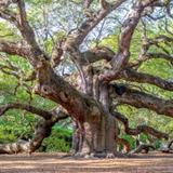Angel Oak Tree