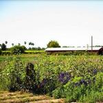Schnepf Farms