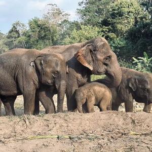 Elephant Sanctuary Feeding Program in Thailand