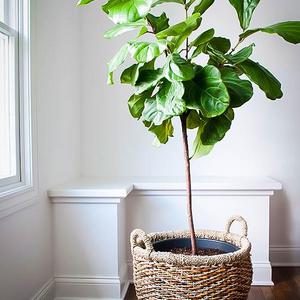 Fiddle Leaf Fig Tree