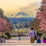 Cherry Blossoms at University of Washington with View of Mt. Rainier